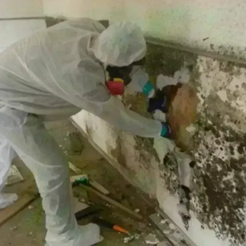 Mold Remediation and Removal in Eastman, GA